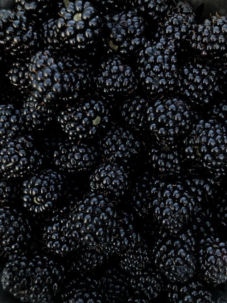 Berries Galore: Freshly Picked Nature's Jewels